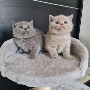 champion male and female kittens | PostAds PH