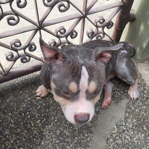AMERICAN BULLY RUSH SACRIFICE SALE!! 15K nalang po :( | PostAds PH
