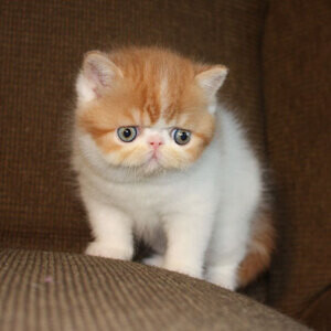 Exotic Shorthair Viber:+63-9481-451-325 | PostAds PH