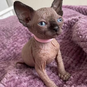 Sphynx / Hairless Cats & Kittens Viber:+63-9481-451-325 | PostAds PH