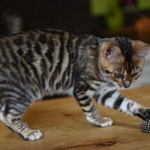 Toyger kittens Viber:+63-9481-451-325 | PostAds PH