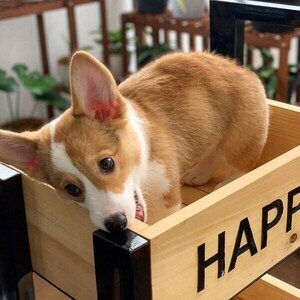 Pembroke Welsh Corgi Dogs & Puppies Viber:+63-9481-451-325 | PostAds PH