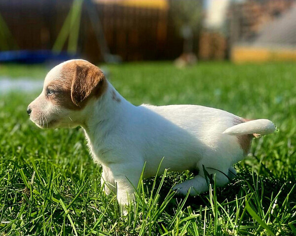 Jack Russell Terrier puppies.w..