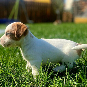 Jack Russell Terrier puppies.w.. | PostAds PH