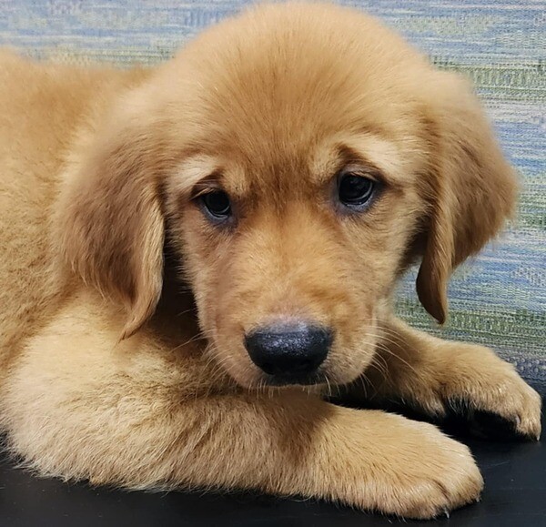 Golden Retriver puppy for Sale