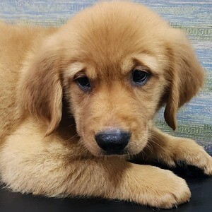 Golden Retriver puppy for Sale | PostAds PH