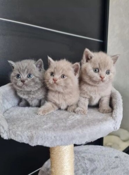given for adoption british shorthairs