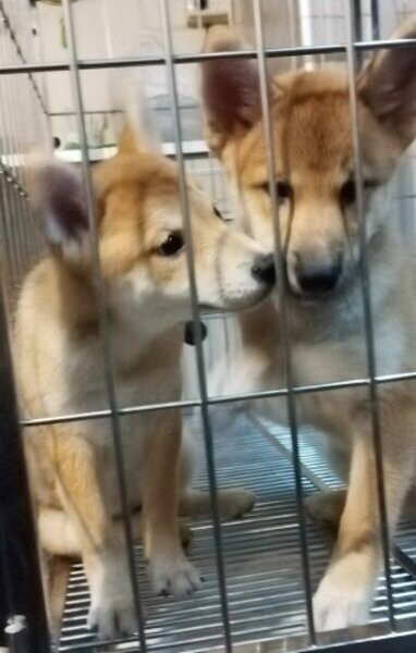 Shiba Inu for Rehoming