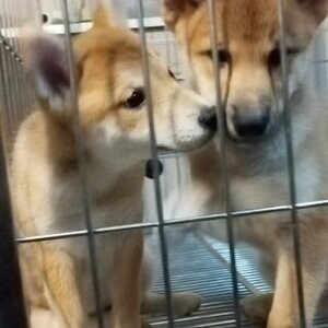 Shiba Inu for Rehoming | PostAds PH