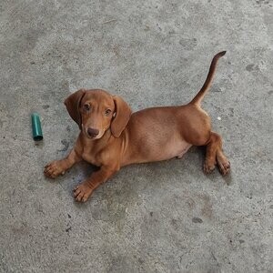 mini dachshund puppies Viber:+63-948-1451-325 | PostAds PH