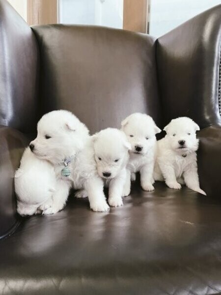 Samoyed Puppies