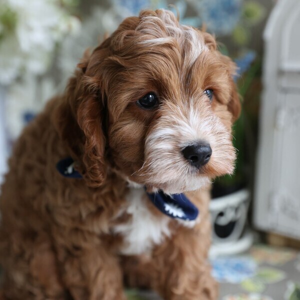 Lovely Cavapoo puppies