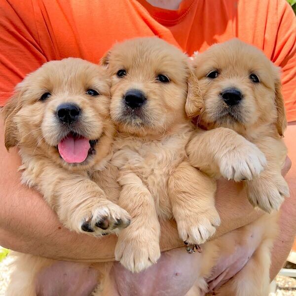 Adorable Golden Retriever puppies
