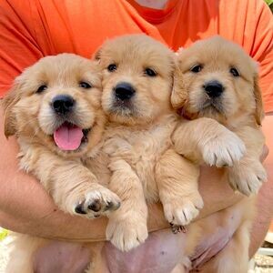 Adorable Golden Retriever puppies | PostAds PH