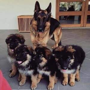 German Shepherd Puppies | PostAds PH