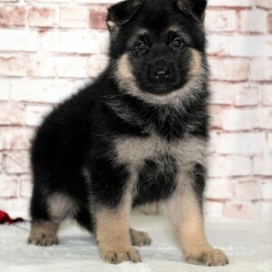 German Shepherd Puppies WhatsApp:+63-9455-189-371 Viber:+63-9455-189-371 | PostAds PH