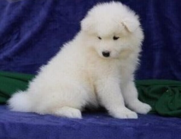 Samoyed puppies WhatsApp:+63-9455-189-371    Viber:+63-9455-189-371