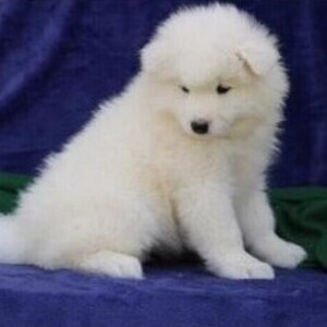 Samoyed puppies WhatsApp:+63-9455-189-371 Viber:+63-9455-189-371 | PostAds PH