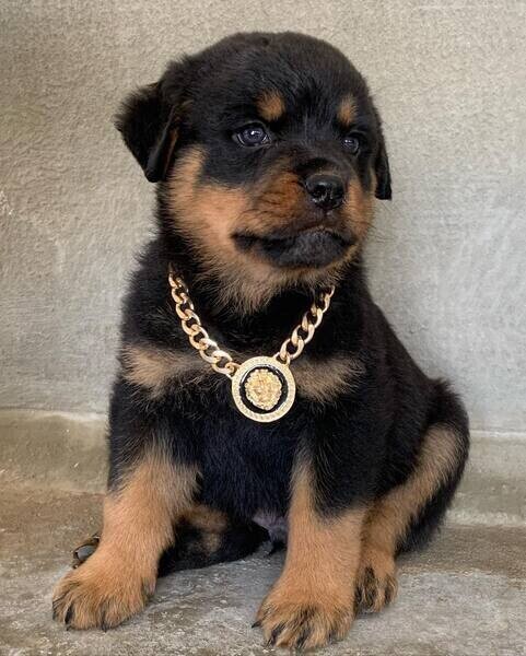 Rottweiler puppies WhatsApp:+63-9455-189-371    Viber:+63-9455-189-371