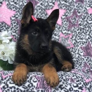 2 German Shepherd Puppies Viber:+63-9481-451-325 | PostAds PH