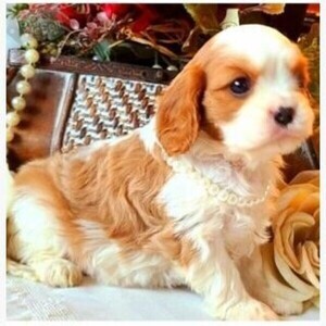 2 Cavalier King Charles Spaniel Viber:+63-9481-451-325 | PostAds PH