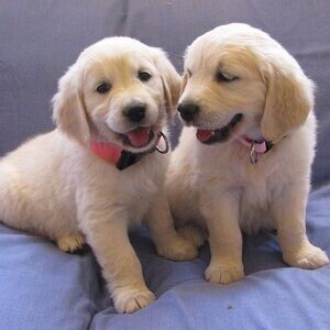 2 Golden Retriver puppies Viber:+63-9481-451-325 | PostAds PH