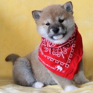 2 Shiba Inu Puppies Viber:+63-9481-451-325 | PostAds PH