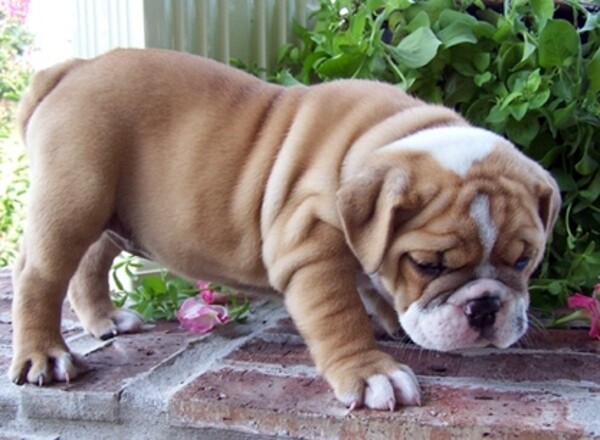 2 Akc English Bulldog Viber:+63-9481-451-325