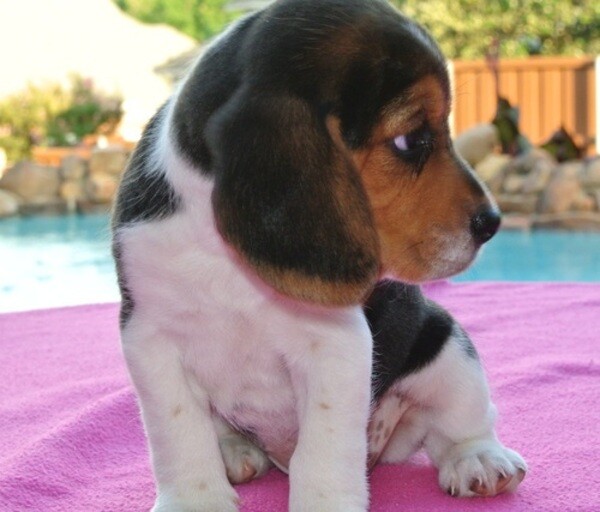 2 Beagle Puppies Viber:+63-9481-451-325