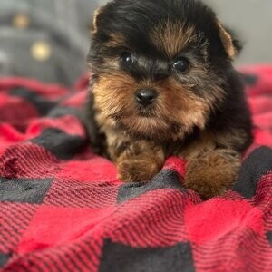 2 Yorkie puppies Viber:+63-9481-451-325 | PostAds PH