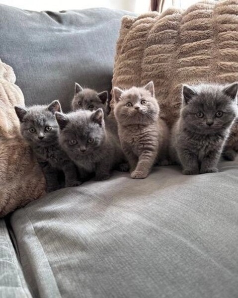 ready for adoption