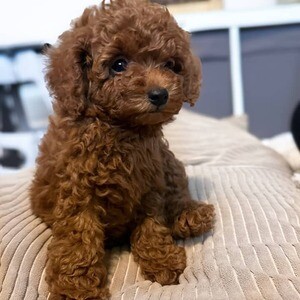 Toy poodle puppies | PostAds PH