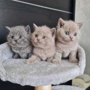 rehome this beauties | PostAds PH
