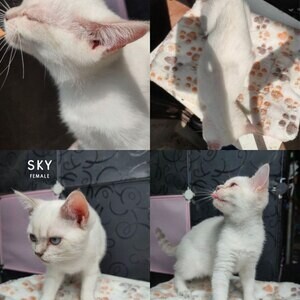Scottish fold & straight | PostAds PH