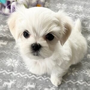 Beautiful Maltese puppies | PostAds PH