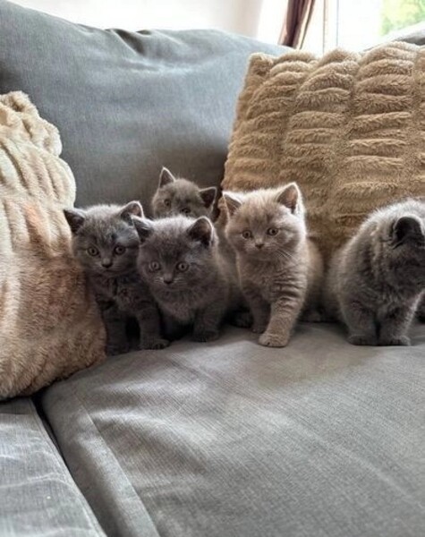 little cats