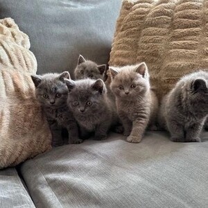 british shorthairs on adoption | PostAds PH