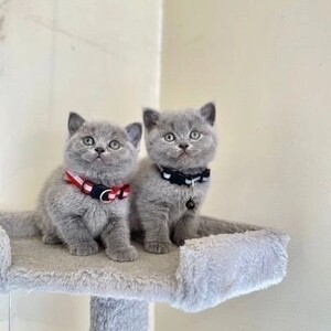 adopt purebred kittens | PostAds PH