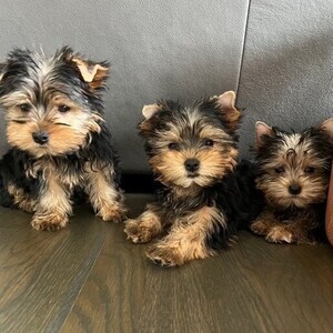 Cute Yorkie puppies Viber:+63-9481-451-325 | PostAds PH