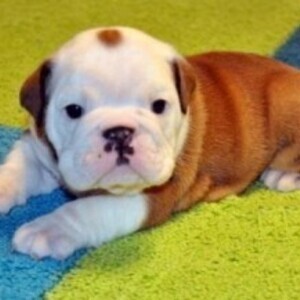 English Bulldog Puppies Viber:+63-9481-451-325 | PostAds PH