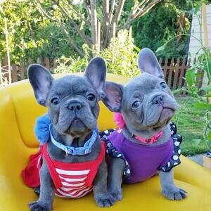 French bulldog puppies | PostAds PH