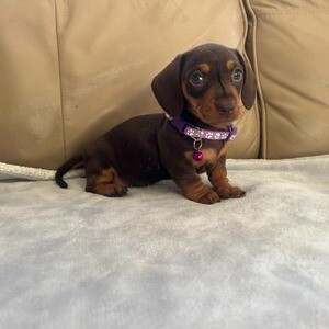 Mini Dachshund Puppies | PostAds PH