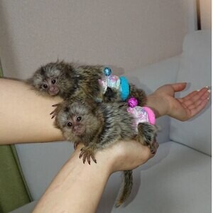 Pygmy Marmoset and capuchin Monkeys. | PostAds PH