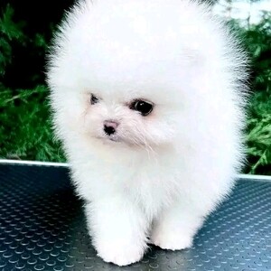 Kc Boy Pomeranians | PostAds PH