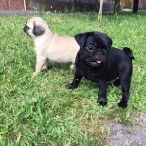 Pug Puppies Ready to go home... | PostAds PH
