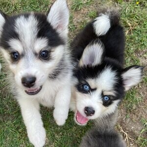 Gorgeous Siberian Husky Puppies ....viber me at +639463422605 | PostAds PH