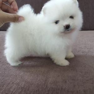 Teacup Pomeranian puppies for sale | PostAds PH
