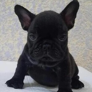 Black French bulldog puppies for sale | PostAds PH