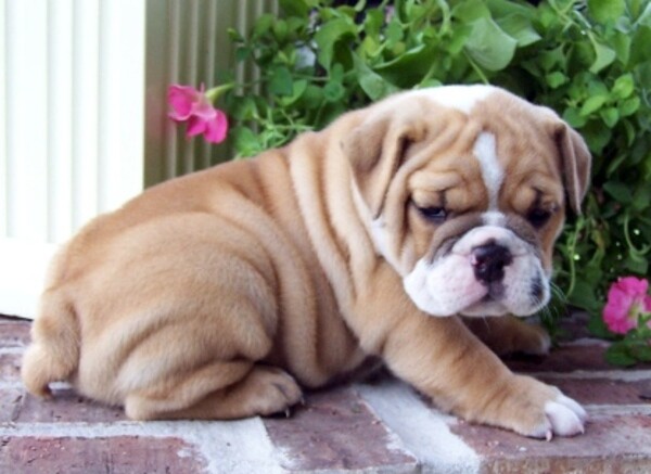 Sweet Gorgeous Male and Female English Bulldogs Viber:+63-9481-451-325