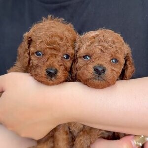 Lovely Toy poodle puppies | PostAds PH
